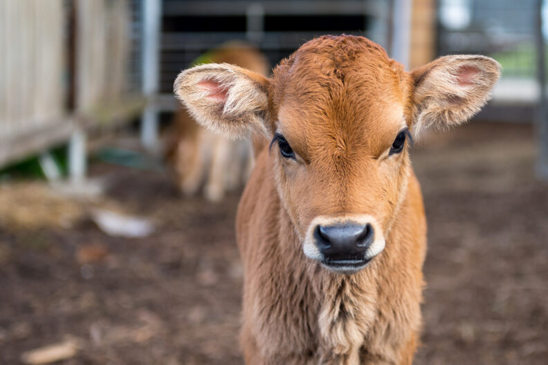 One calf looking right at the camera.