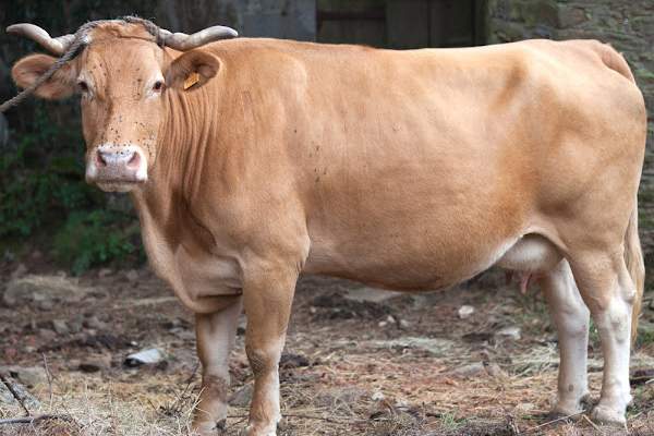 Cow standing alone. A lead is attached to the cow.