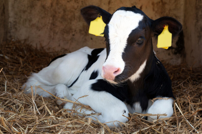 Holstein calf laying in straw.