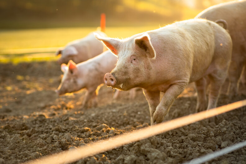 Four pigs in a paddock.