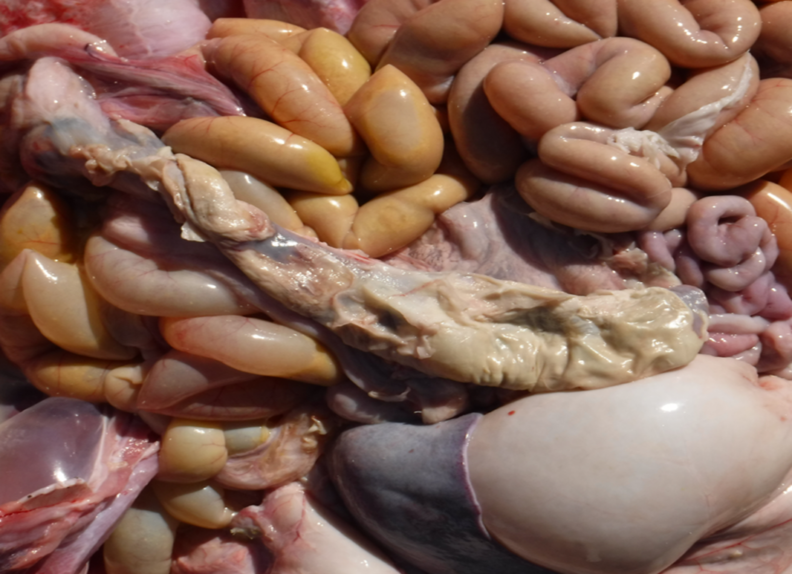 Ulcerative typhlitis in a two-week-old calf. Virtually the entire cecum is ulcerated and necrotic, with fibrinous peritonitis affecting abdominal organs.