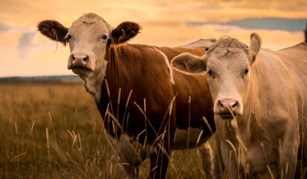 Two beef cattle in a field at sunset.