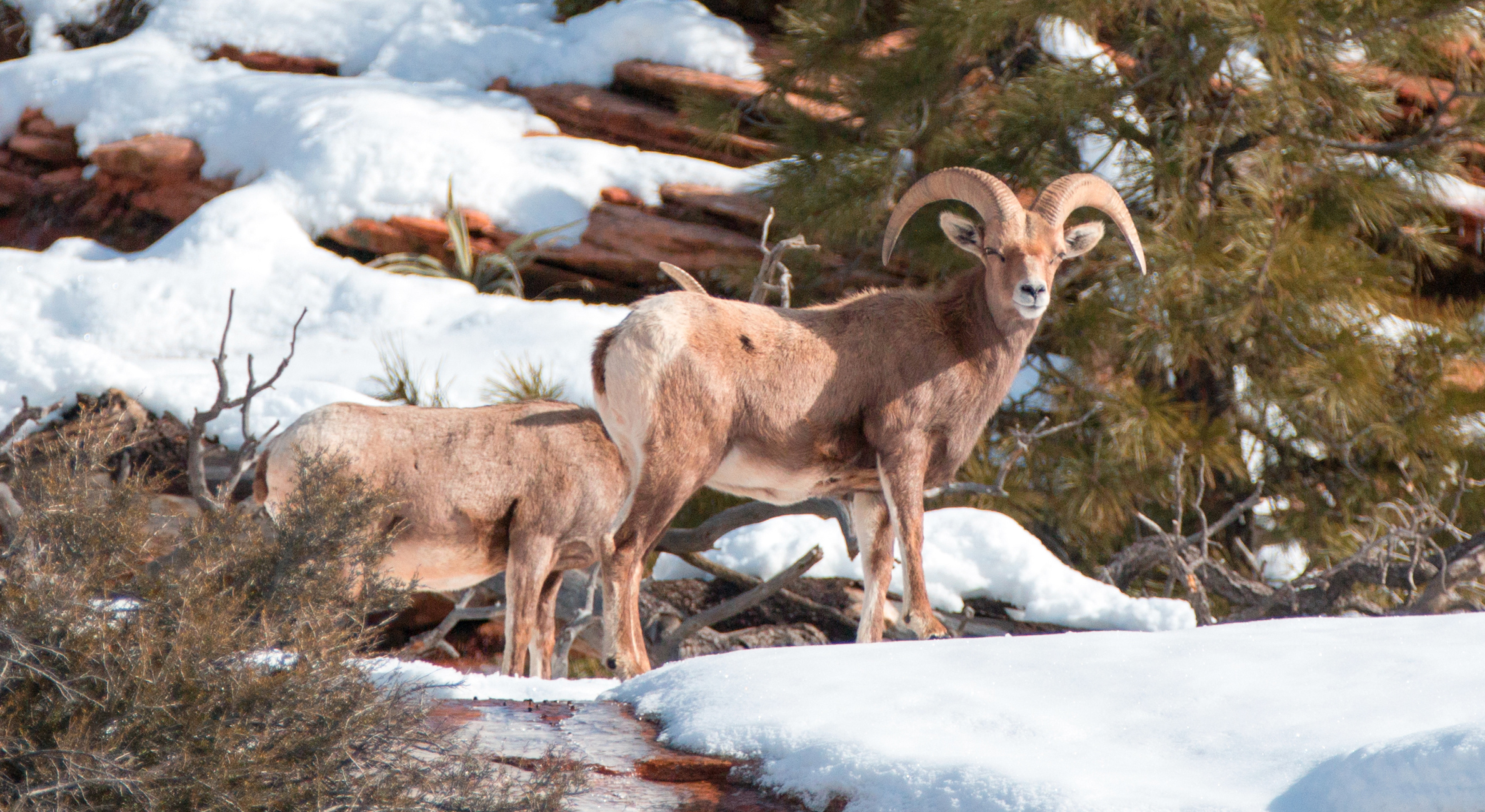Two bighorn sheep from a distance, in the winter.