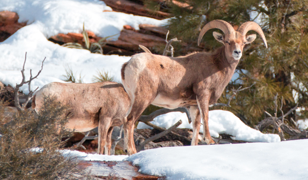 Two bighorn sheep from a distance, in the winter.