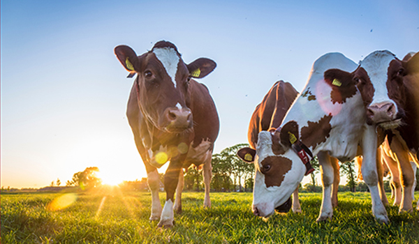 Four Holstein cows in a field with the sun very low on the horizon.