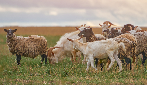 Sheep and goats in a field together.
