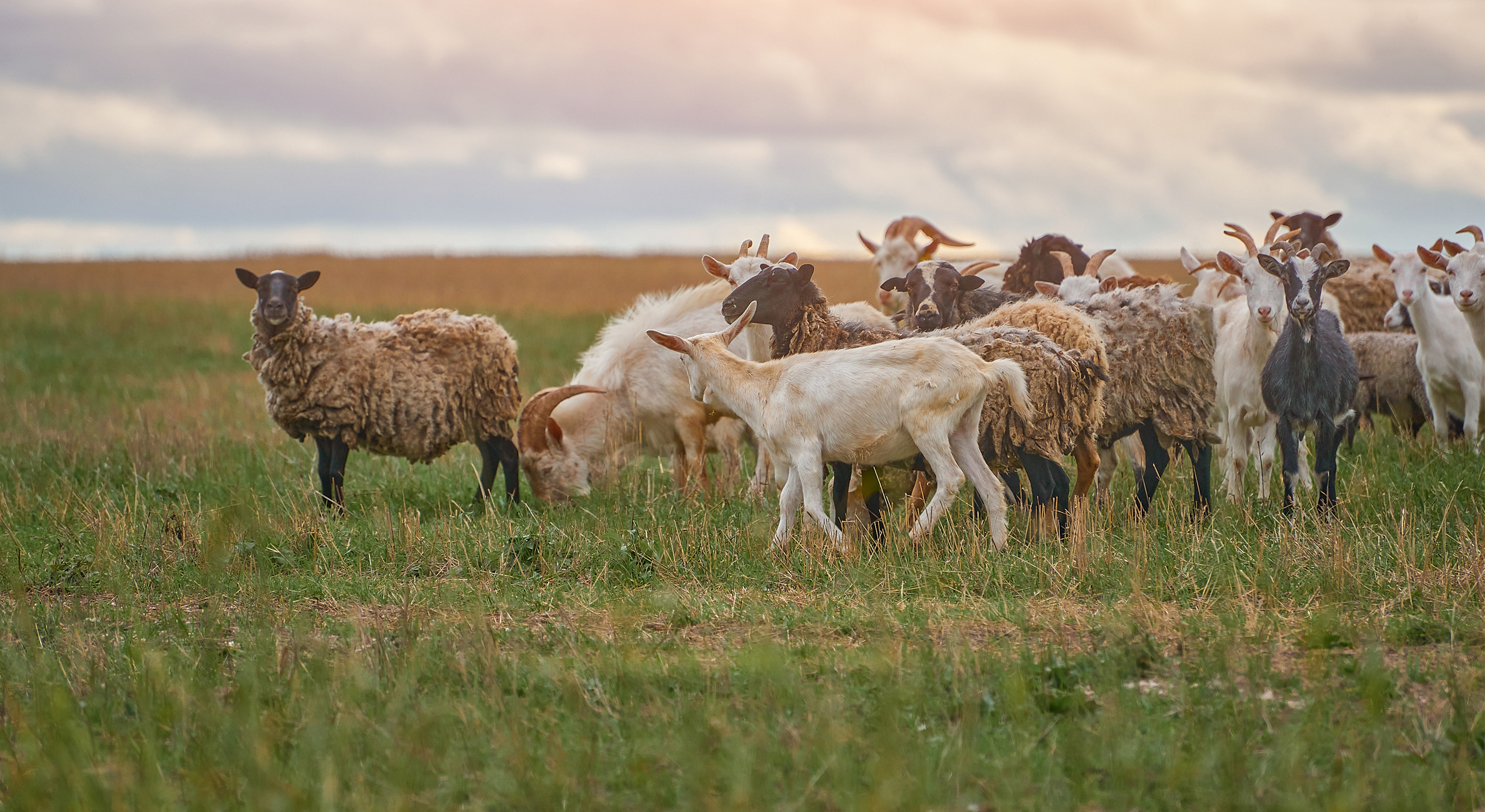 Sheep and goats in a field.