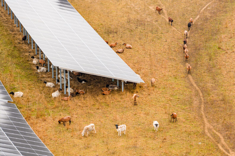 Aerial shot of goats in a field with solar panels.
