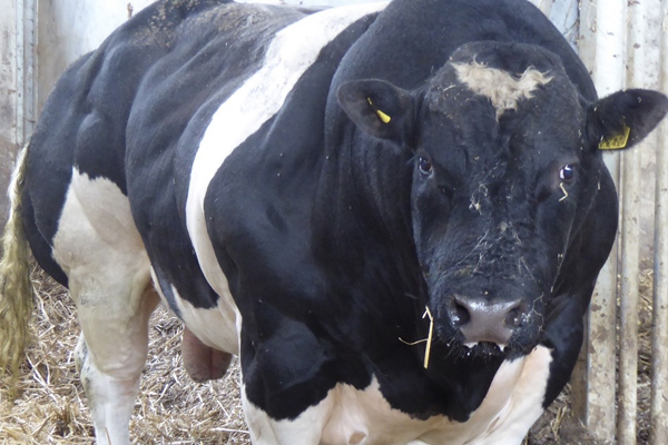 Black and white huge Belgium Blue bull.