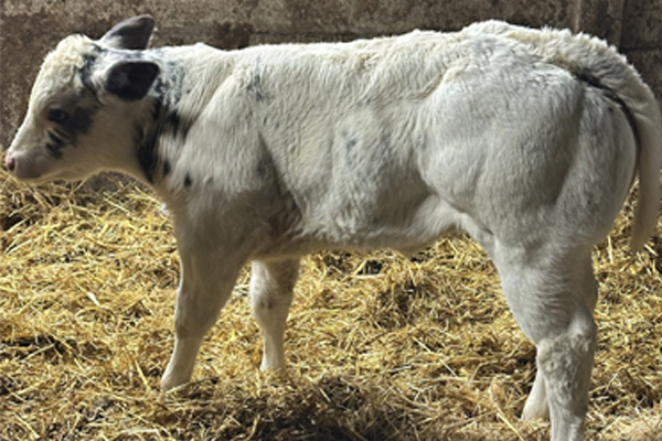 Mostly white in color Belgium Blue calf.