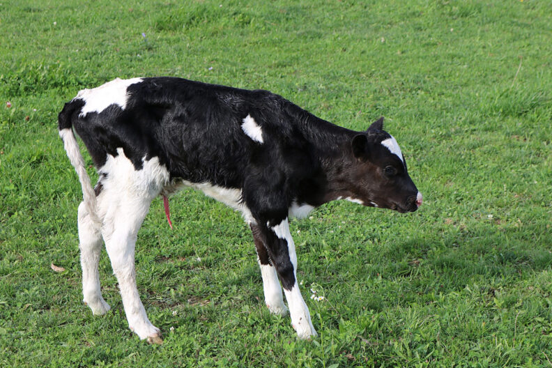 Holstein calf with umbilical cord still attached.