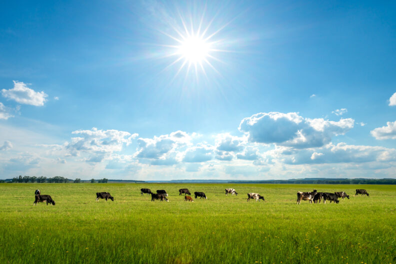 Cows in the distance in a field with a blue sky and fluffy white clouds.