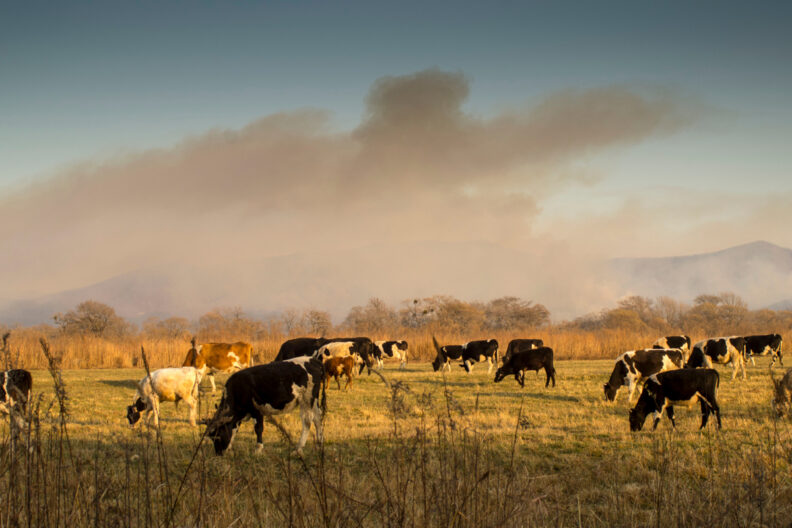 Dairy cows grazing while there is smoke on the horizon.