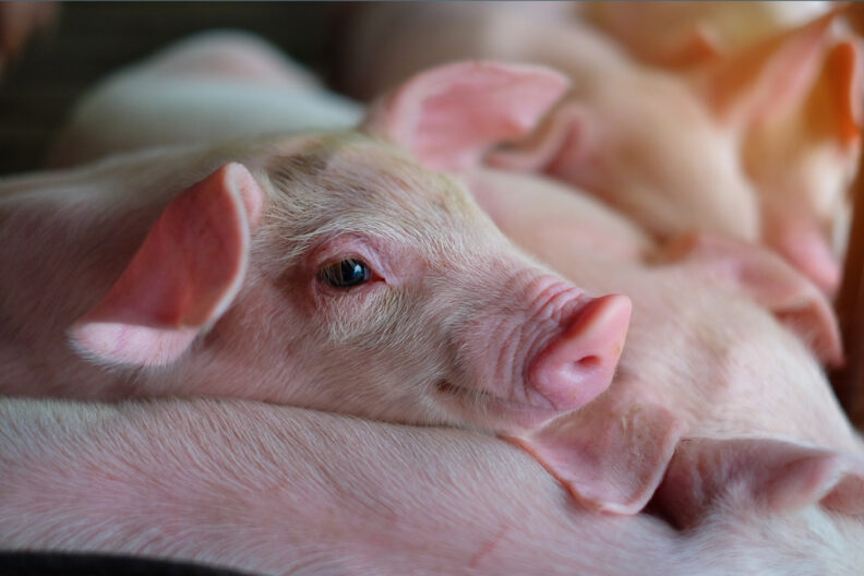 One piglet tightly surrounded by multiple other piglets.