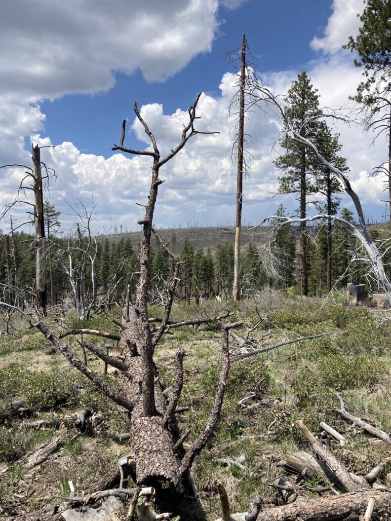 A field site with high tree mortality in the background and a patch of ponderosa pine with some scattered dead trees and shrubs