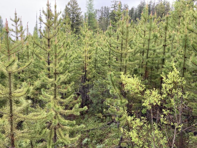 A dense patch of bright green lodgepole pine seedlings