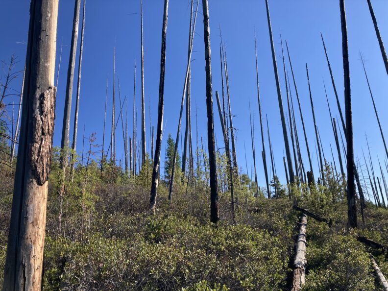 Various tree snags in a field site with scattered shrubs and seedlings