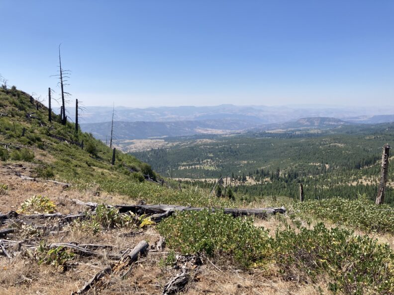 Post-fire forest landscape