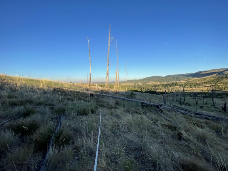 A field site in a post-fire landscape
