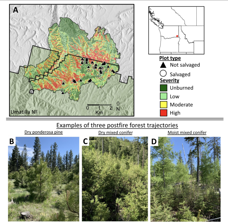 Figure from Andrus et. al. 2023 showing map of school fire, plots that were salvage logged and not salvage logged, fire severity, and examples of three post-fire forest trajectories