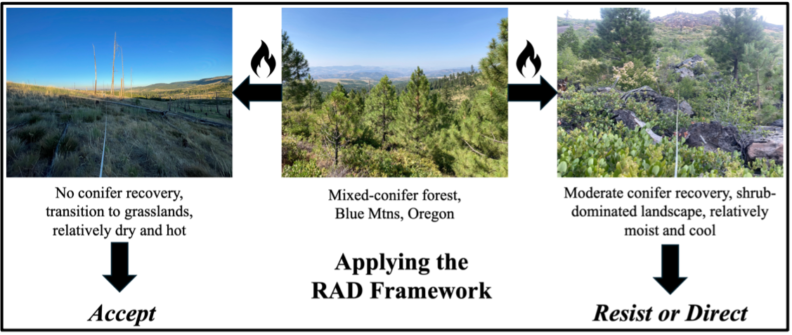 RAD framework example
