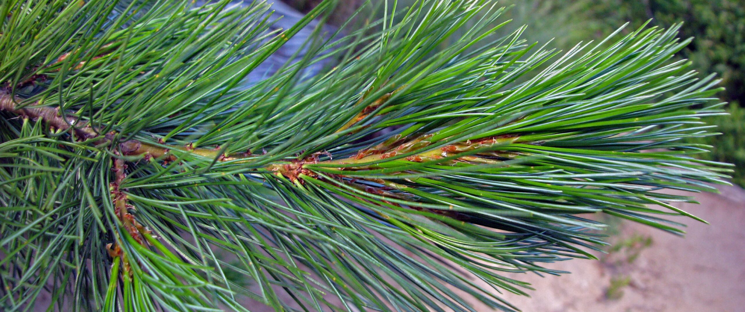 Closeup of branch with pine needles