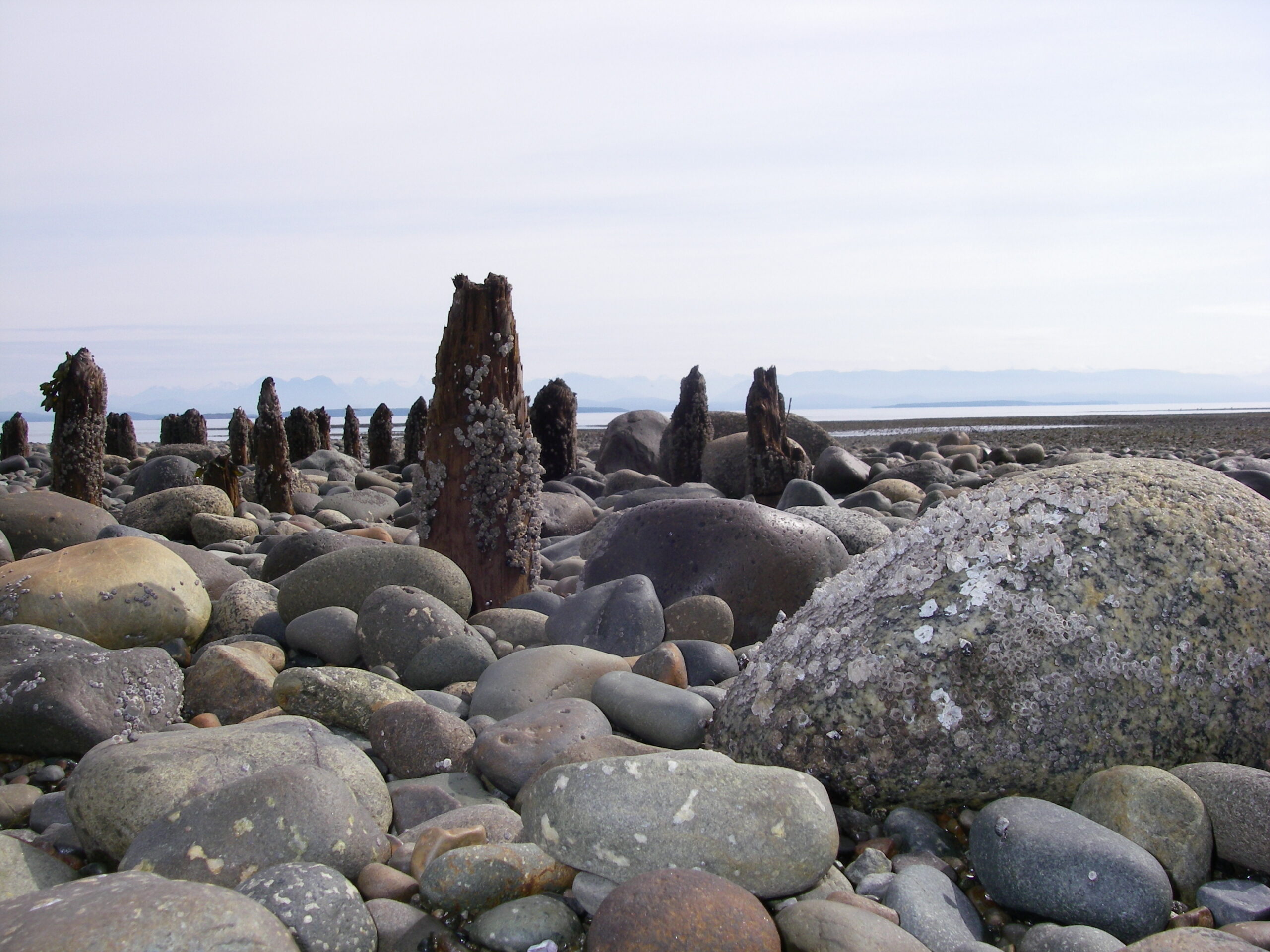 Wood stake features on Vancouver Island beach