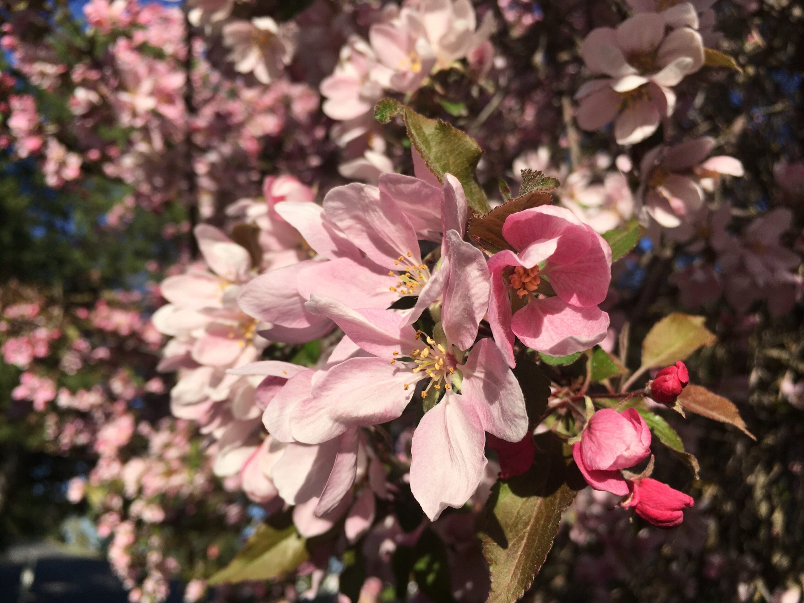 close-up of pink cherry blossoms