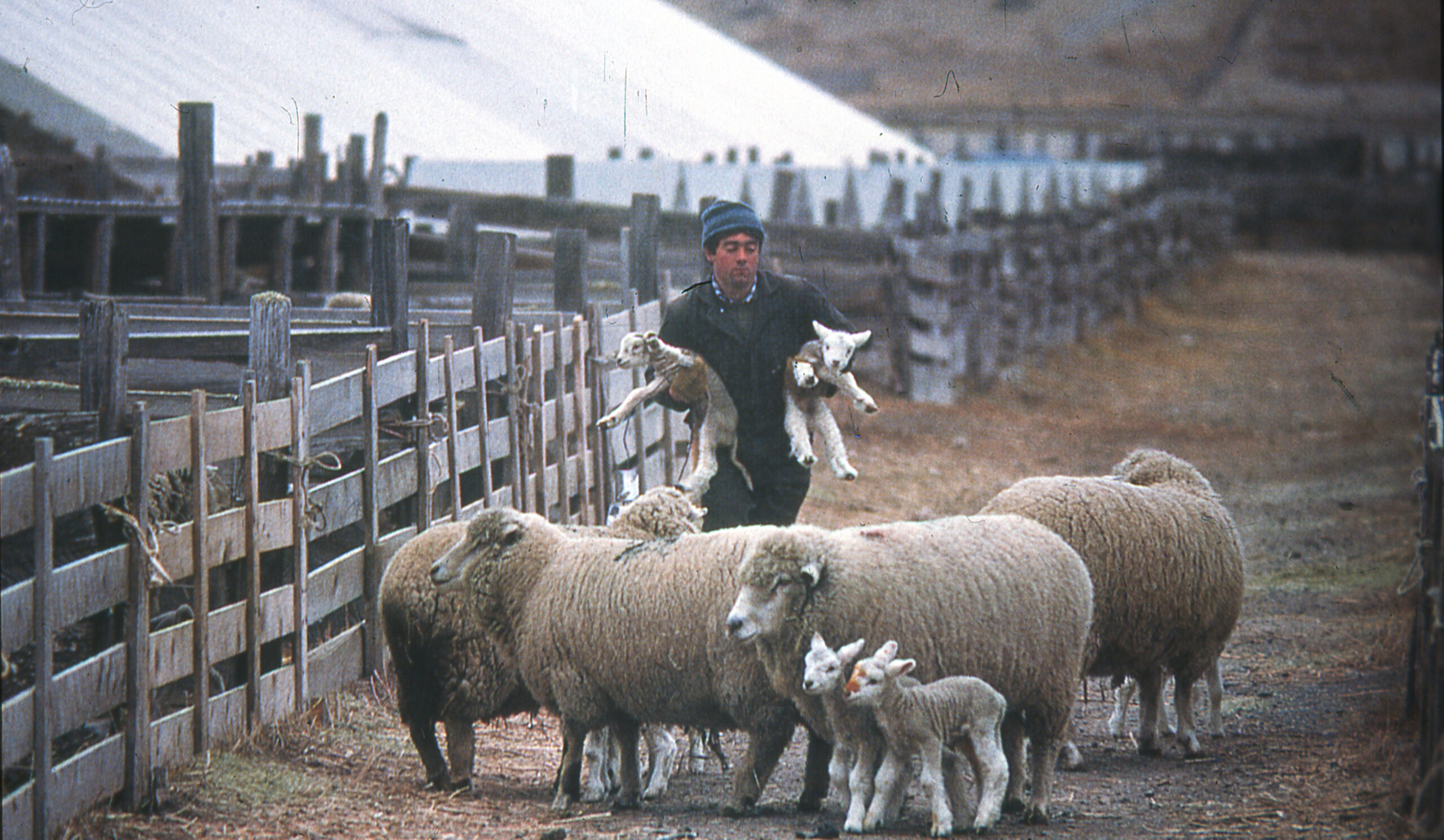 Photo of lambing time in the corrals.