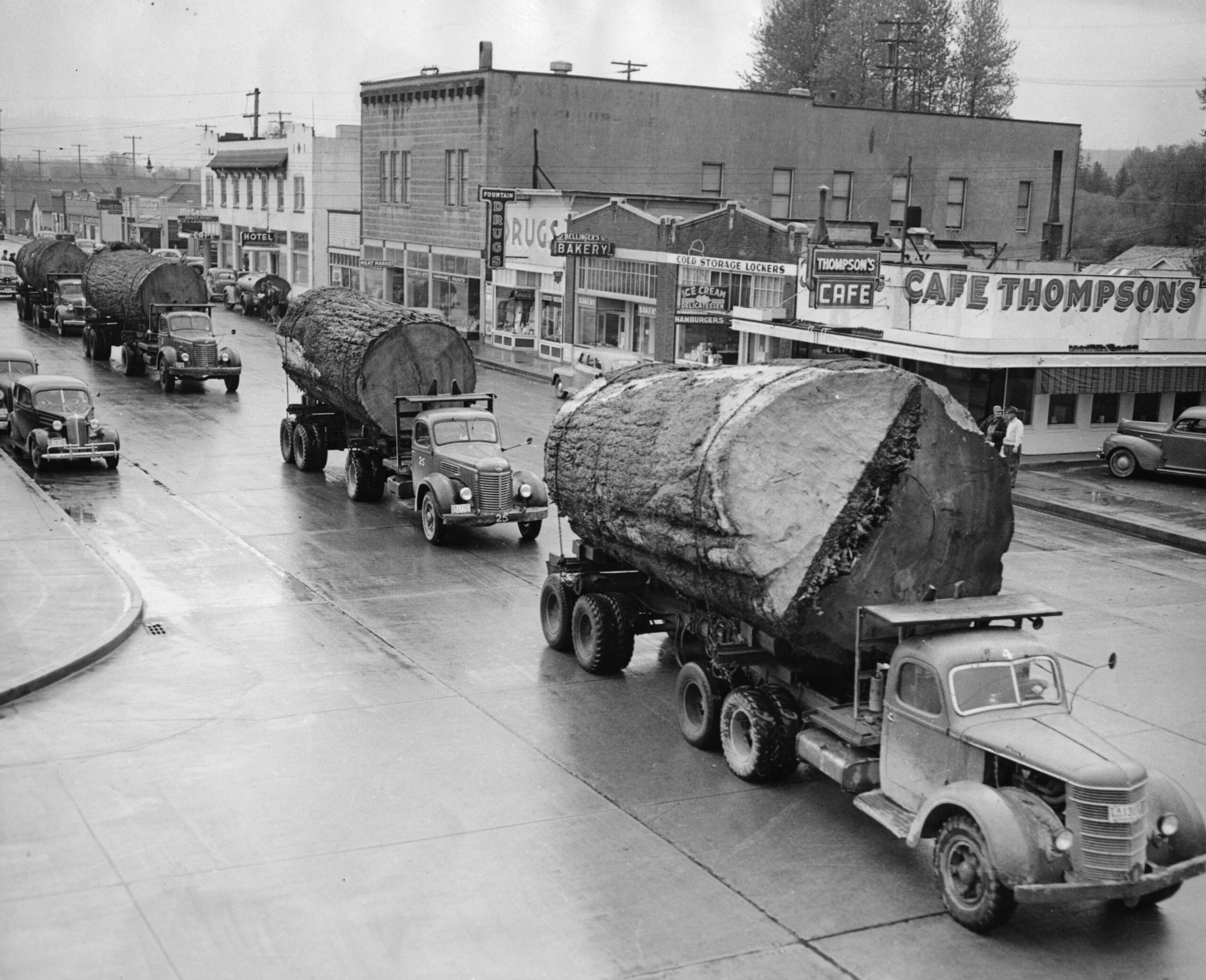 Black and white photo showing trucks hauling cuts of large old growth trees