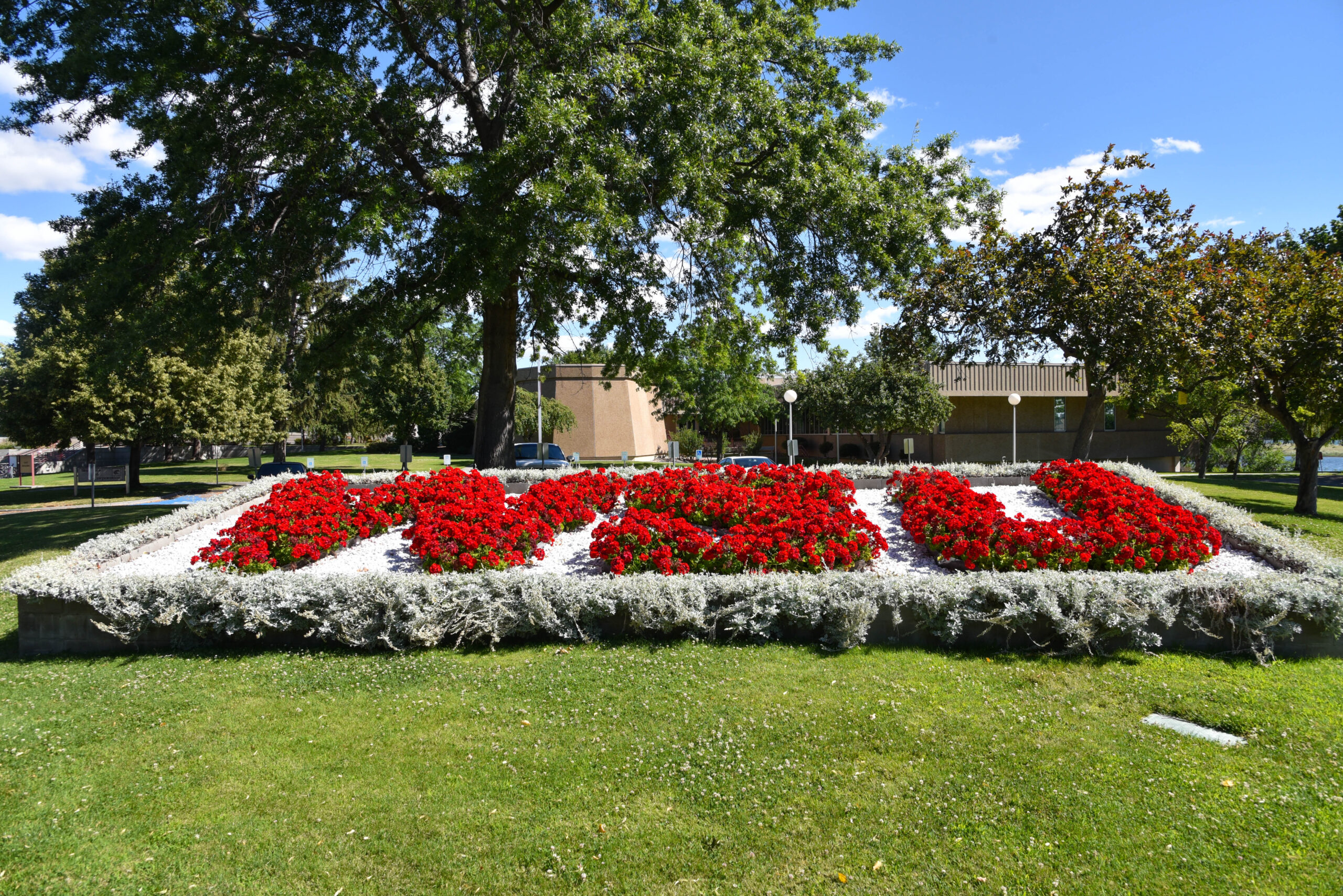 WSU Tri-Cities flowers